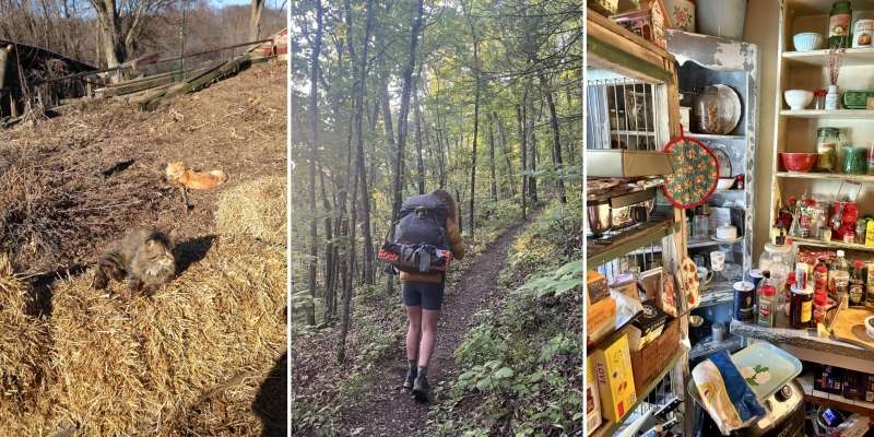 Для самых внимательных: 15 фото, на которых животные буквально растворились